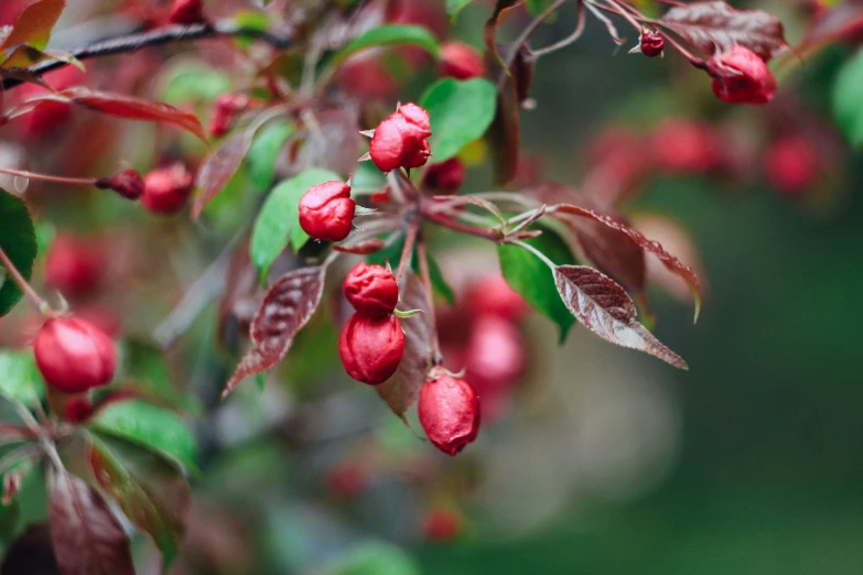 red berries are ready for picking on the tree