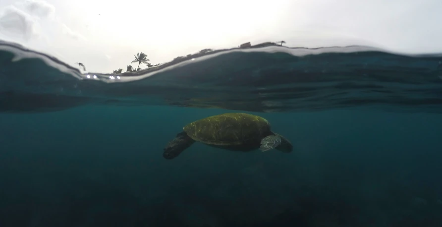 a turtle swimming underwater with its mouth open