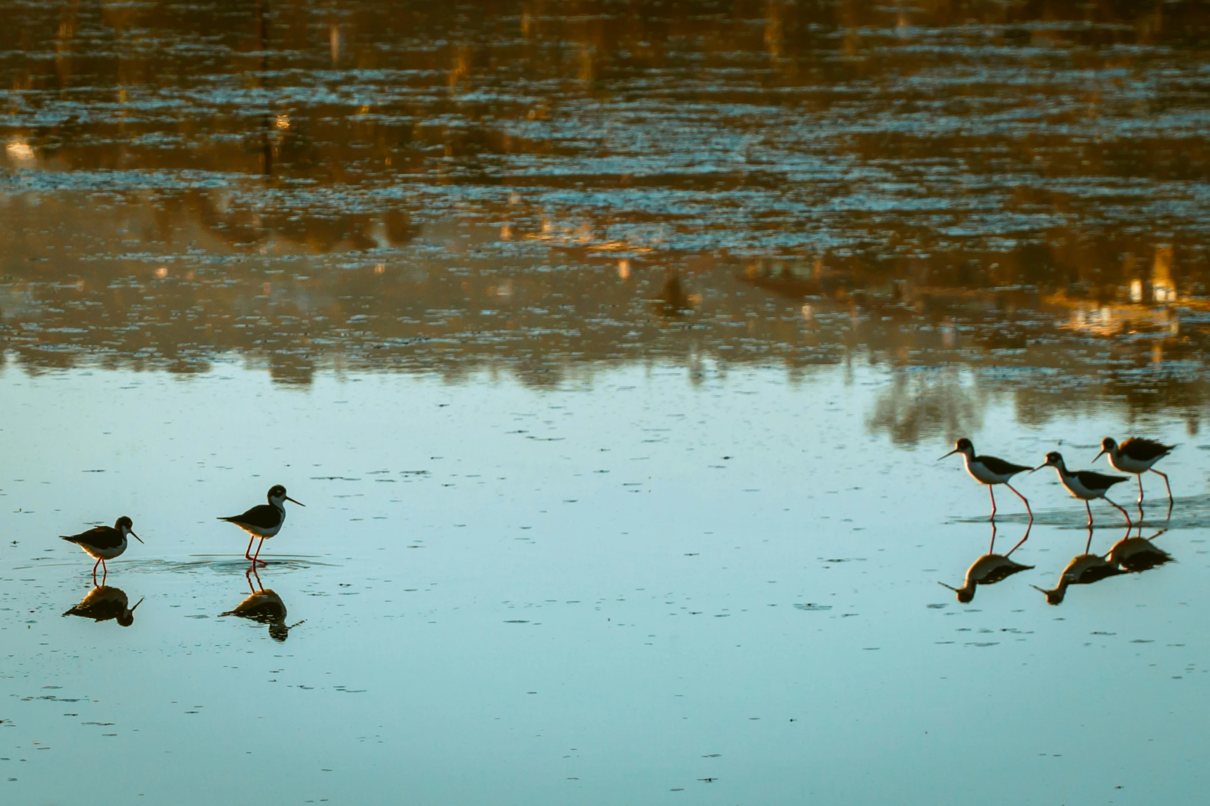 four birds that are walking in some water