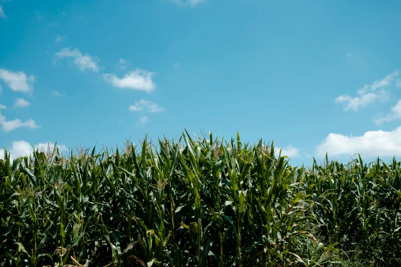 a very tall green cornfield in the summer