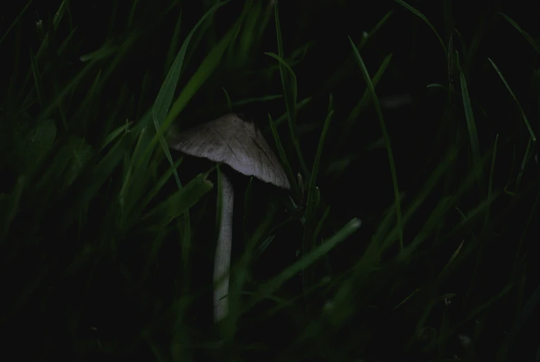 the small mushroom is glowing in the dark