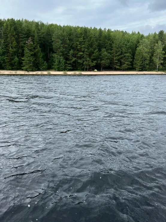 trees along the shore line in an empty bay