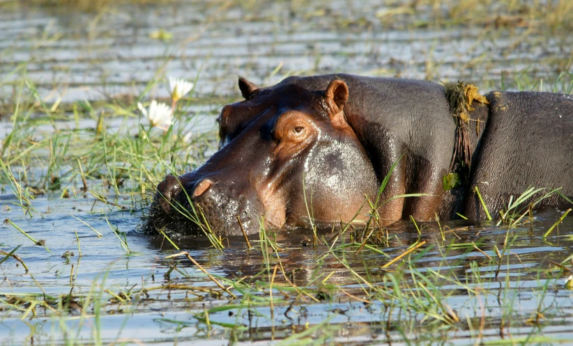 a hippo is standing in the water, looking for food