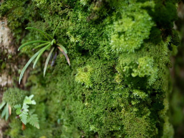 green moss covered wall with plants growing on it