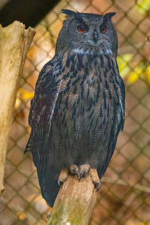 a large bird sitting on a nch near a fence