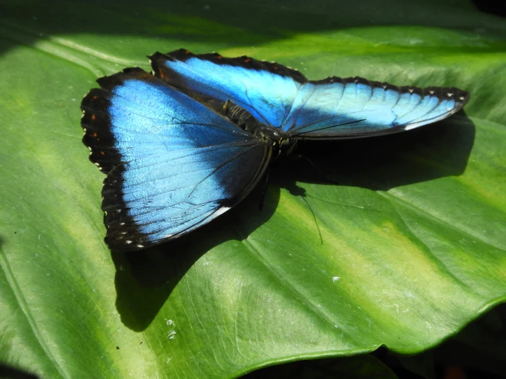 two erflies, one blue with dark wings, are sitting on a green leaf
