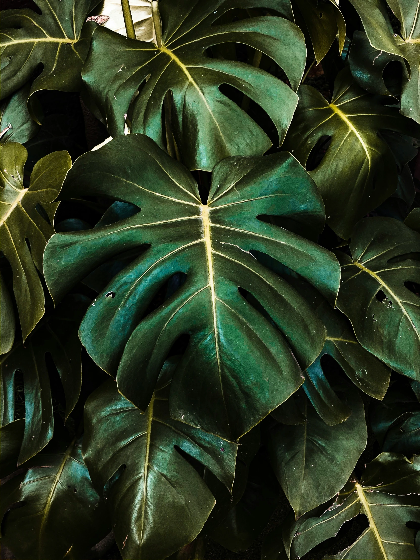 a large green leaf sitting next to another leaf