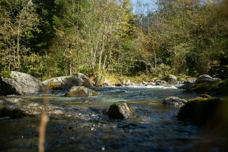 a man flys a fish through the stream