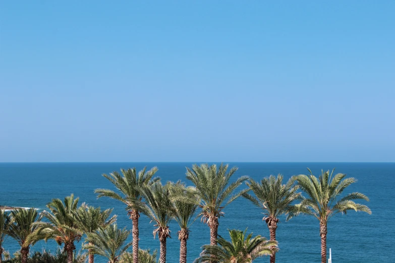 several palm trees that are standing in front of the ocean