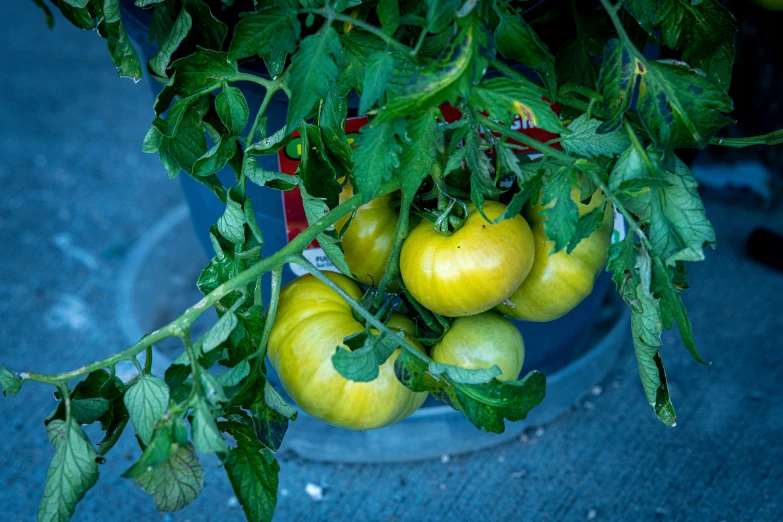 some yellow tomatoes growing in an open garden