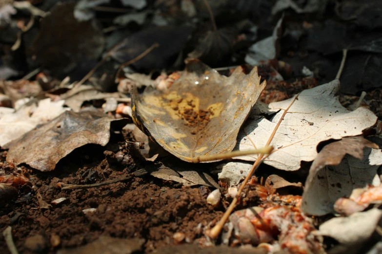 a leaf on the ground with a lot of dirt