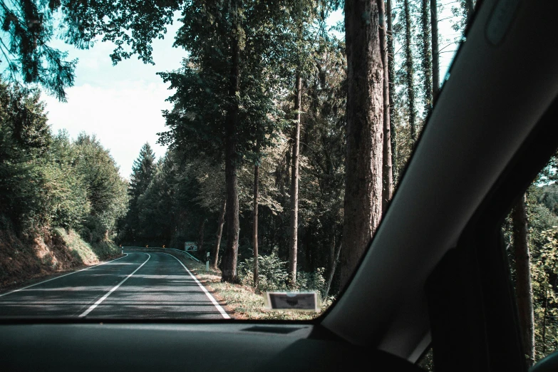 a road lined with trees next to a lush green forest