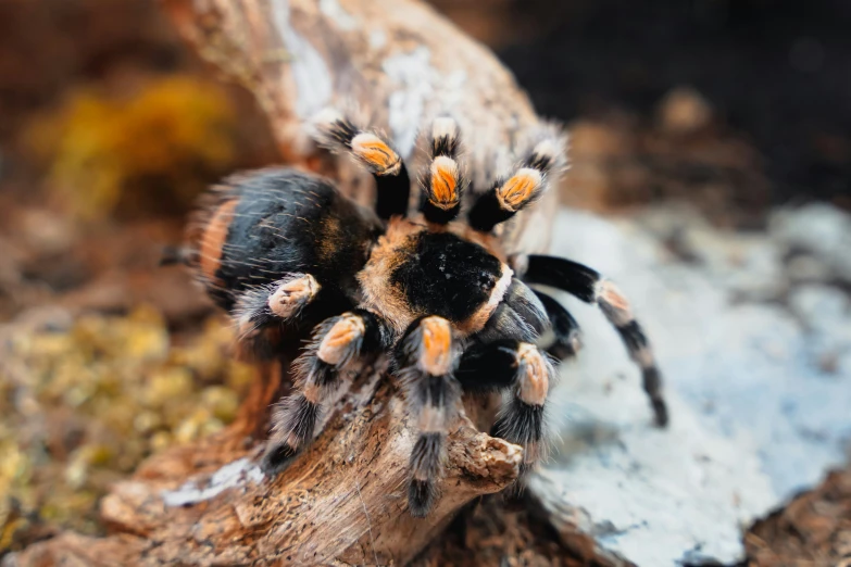 a black, brown and orange tarabee sitting on top of a wooden nch