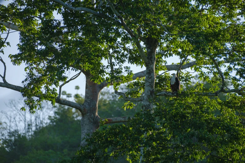 a bird in a tree in the sun