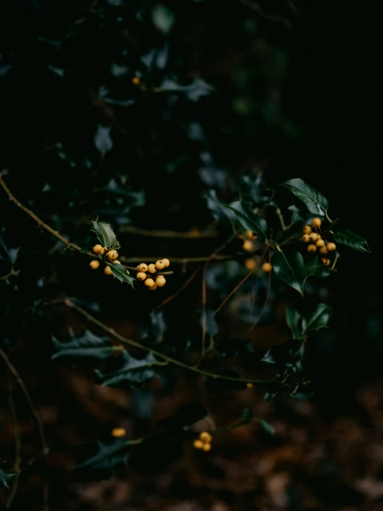 some yellow berries hanging on the nches of trees