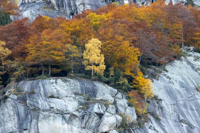 several trees with oranges and golds grow along the mountain