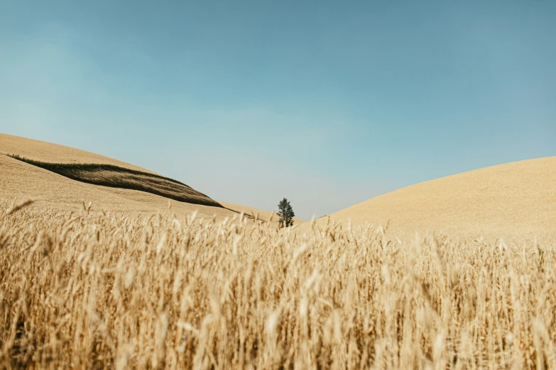 the view from a field to a single tree