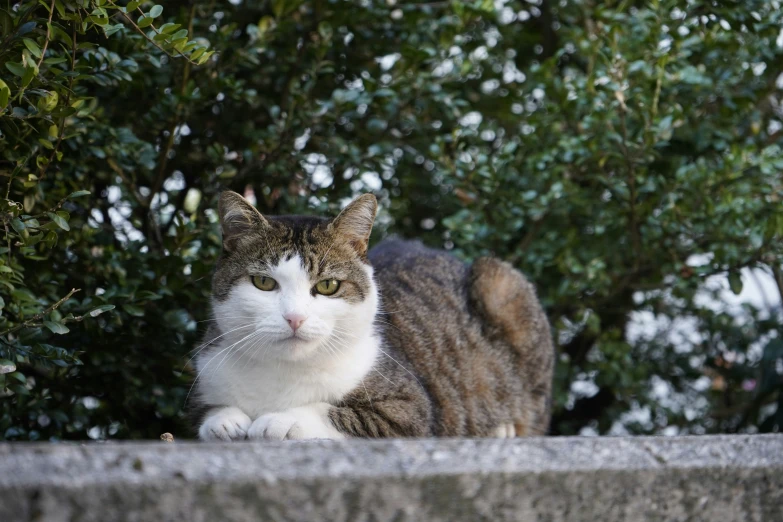 a cat sits outside looking for predators