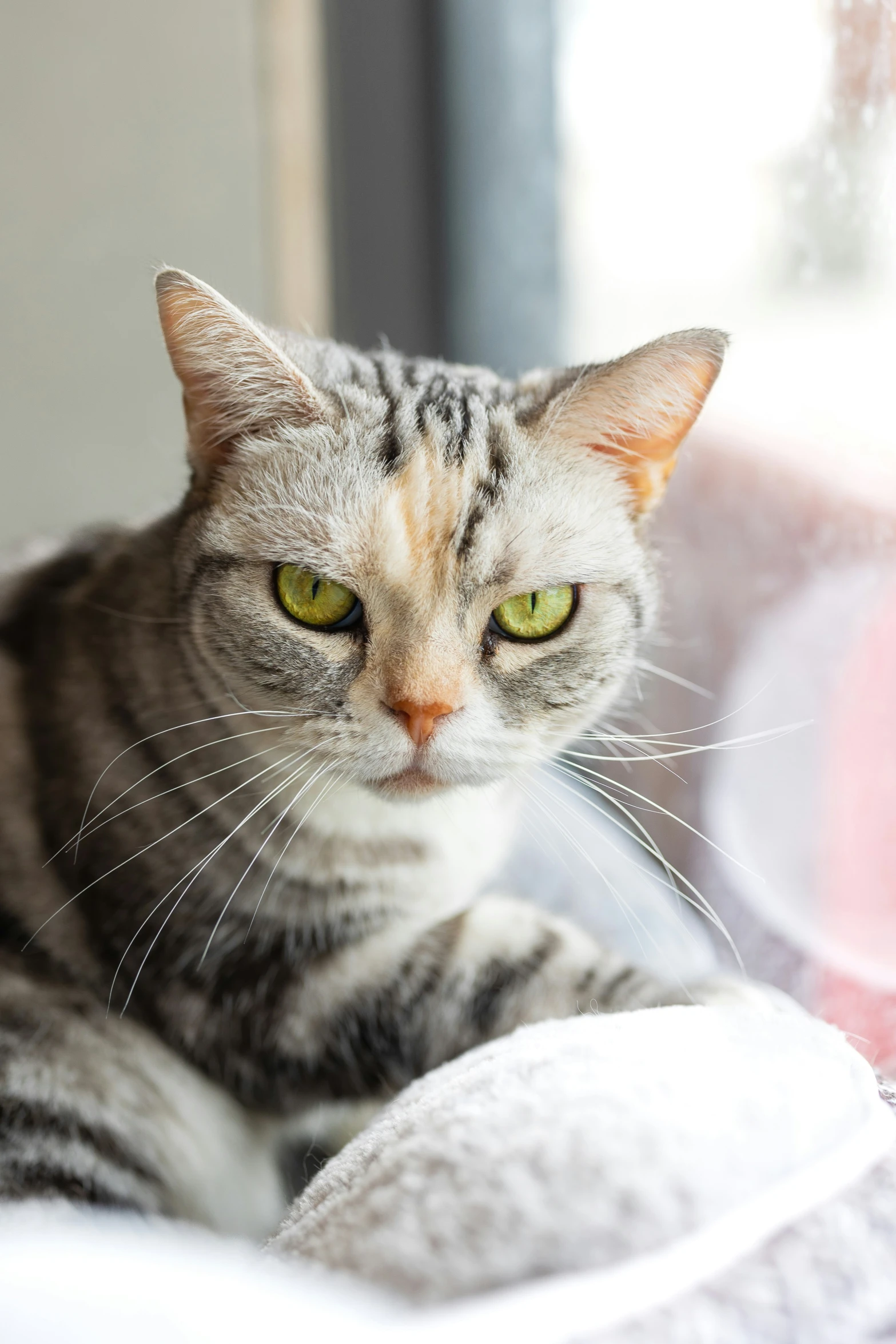 the striped cat sits looking at the pographer from behind