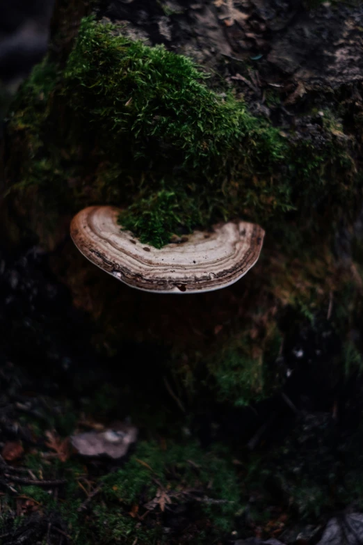 this is an up close po of moss growing on the rocks