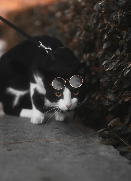 a black and white cat with glasses under a tree