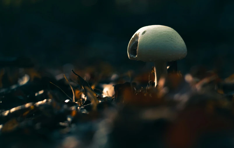 a mushroom growing out of the ground among grass