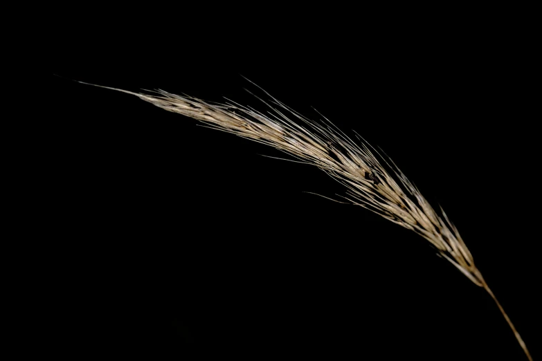 an abstract pograph of a wheatstate against a black background