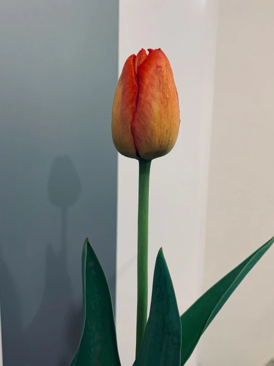 a small flower bud in a blue vase