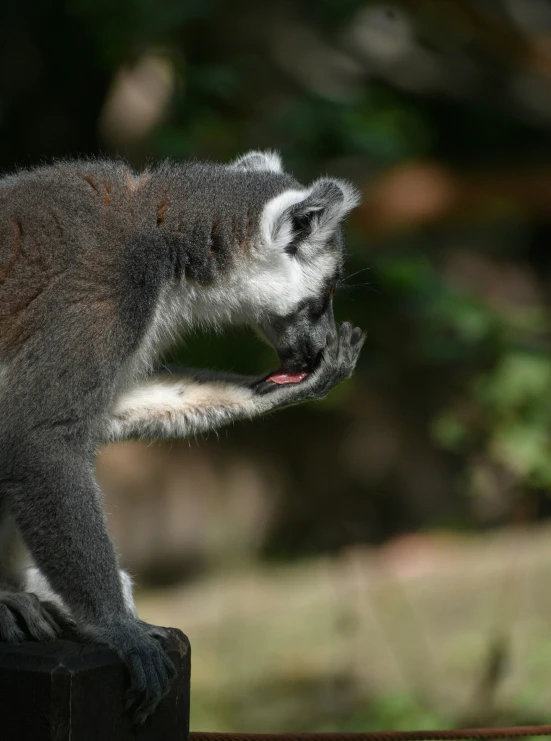 a grey and white monkey with it's mouth open