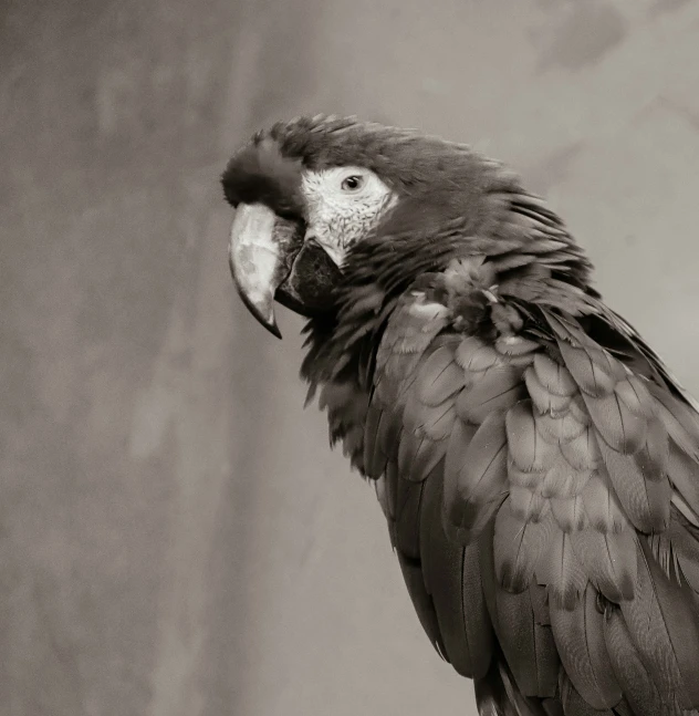 a black and white po of a parrot on a perch