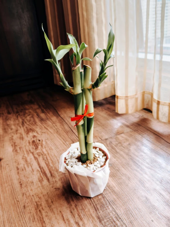 a bamboo plant with red flowers on a table