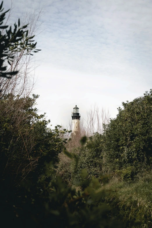 an image of a lighthouse in the forest