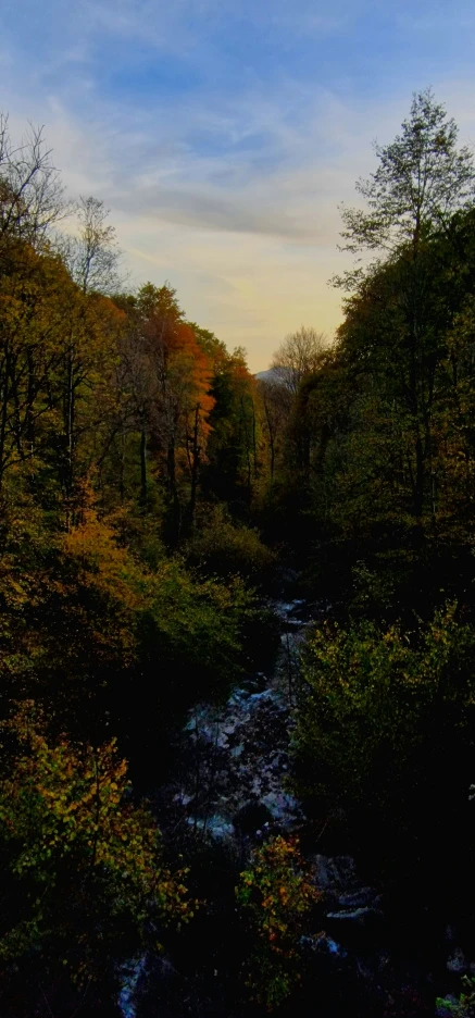 a stream in the middle of a lush green forest