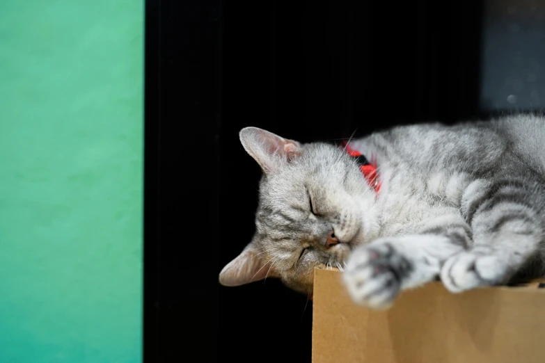 a grey tabby cat stretched out on a wall, sleeping