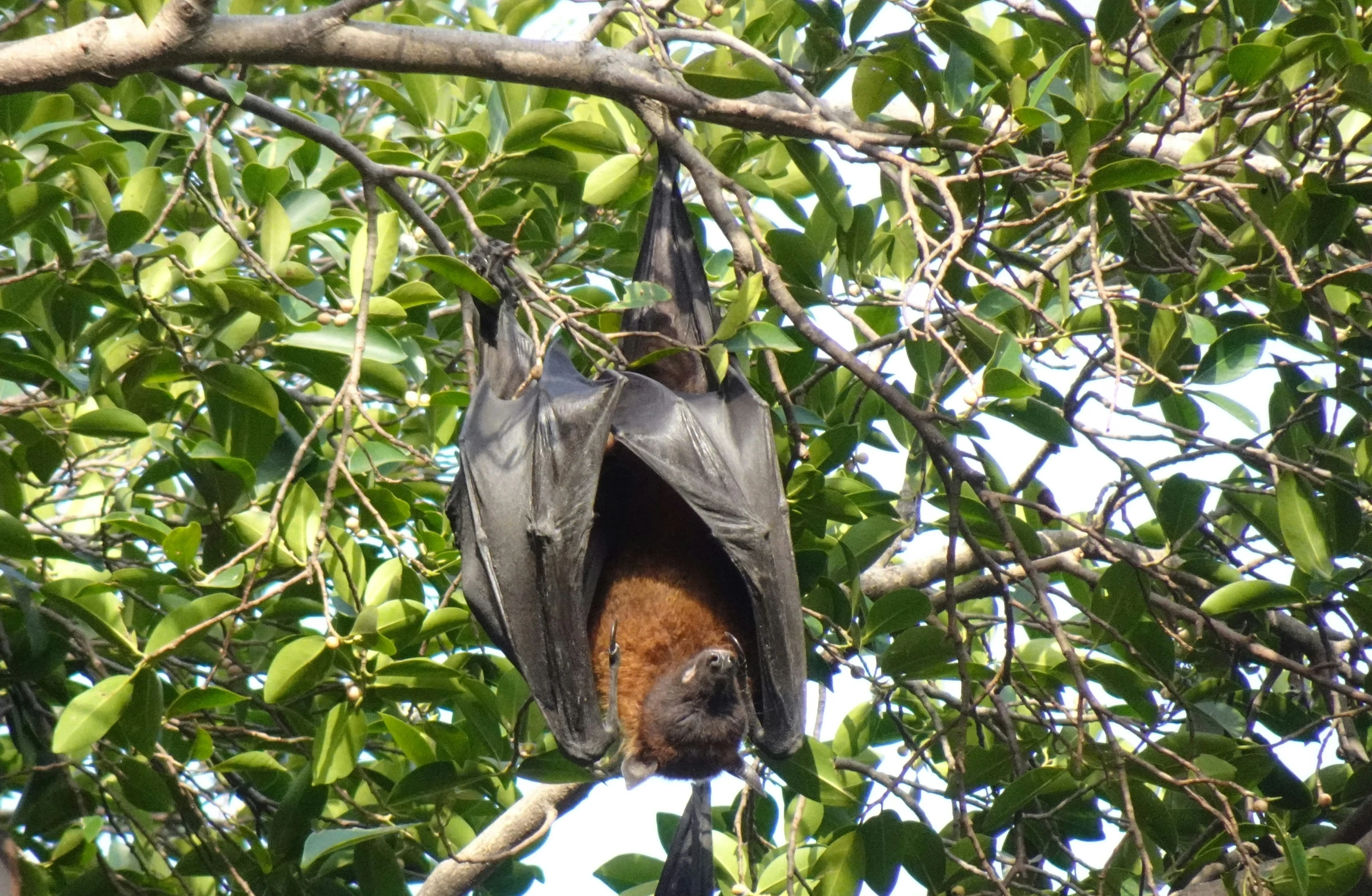 a bat is hanging upside down in a tree