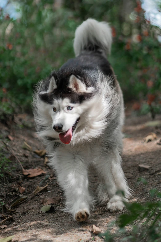 an adorable puppy running on the dirt trail