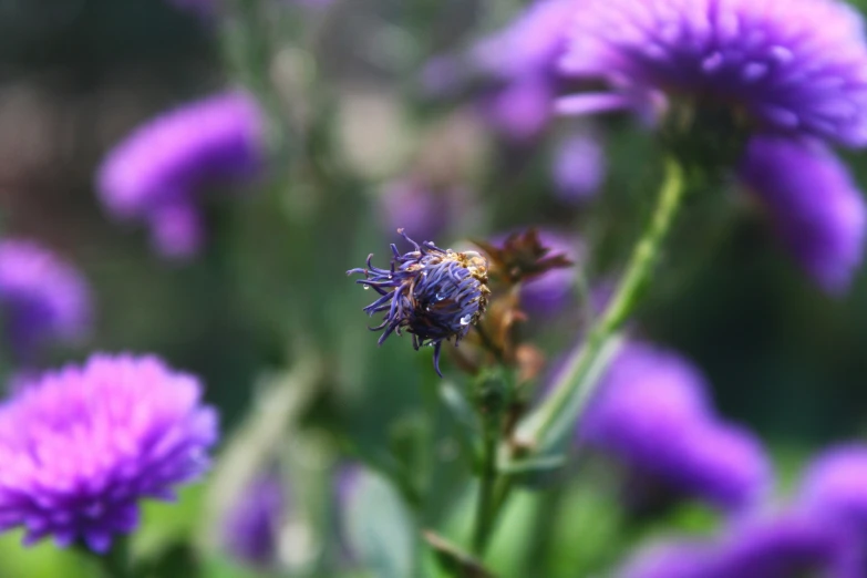 a very small insect is on a purple flower