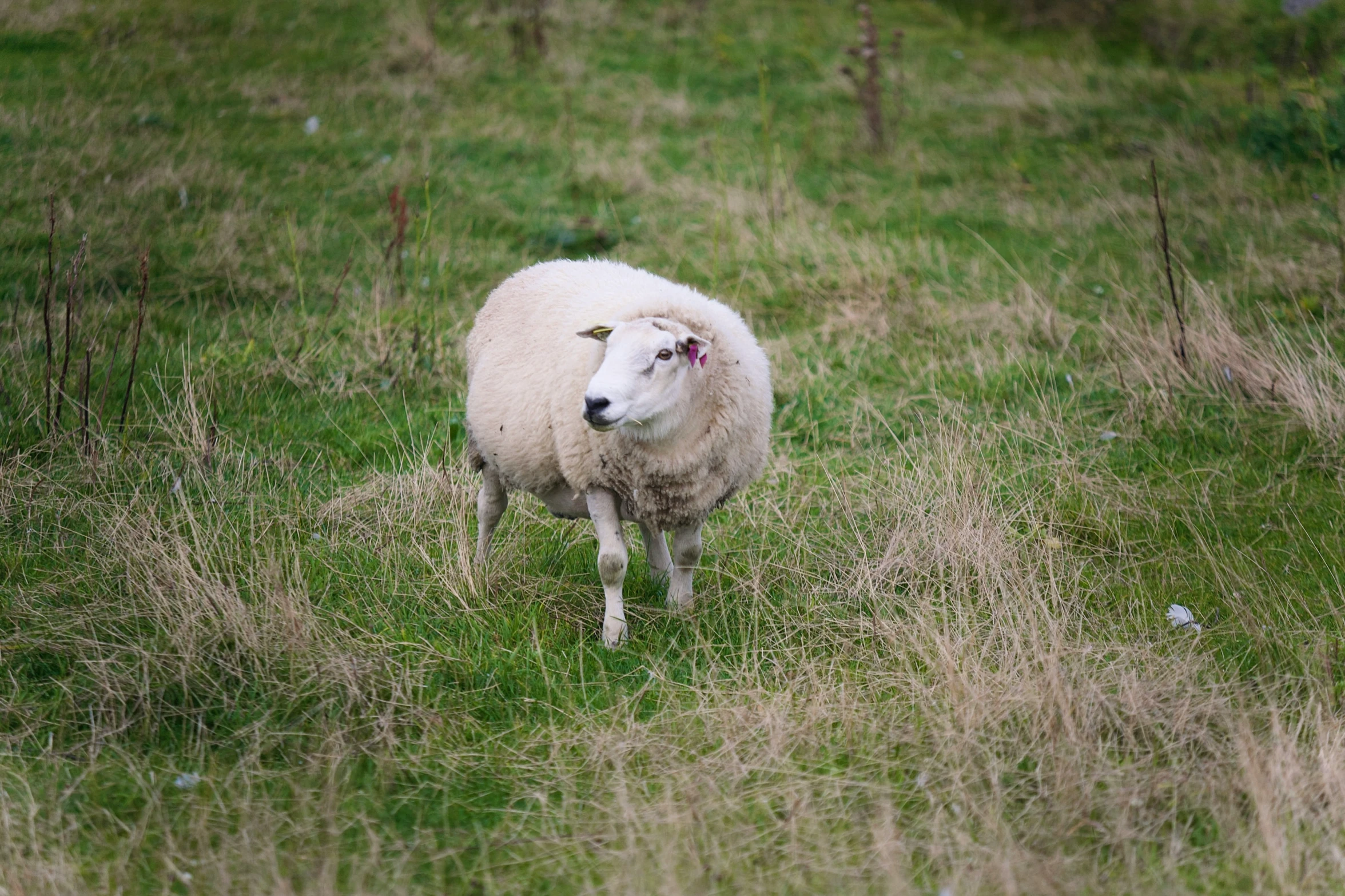 a sheep is standing alone in a field