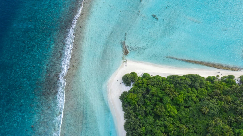 a beach with water and trees that looks like a jungle