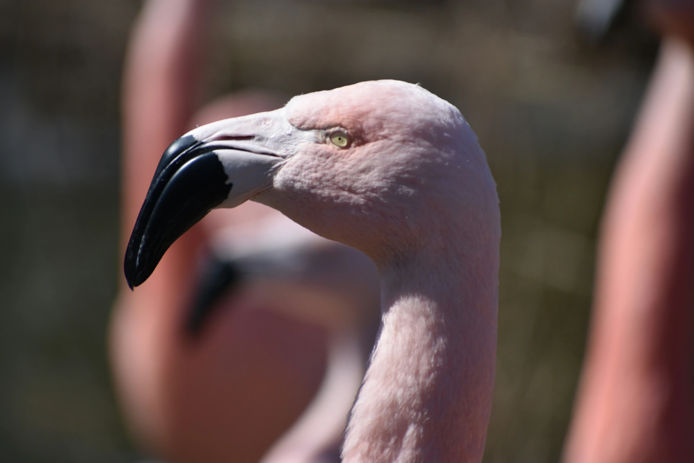 a close up of the head and  of a pink bird