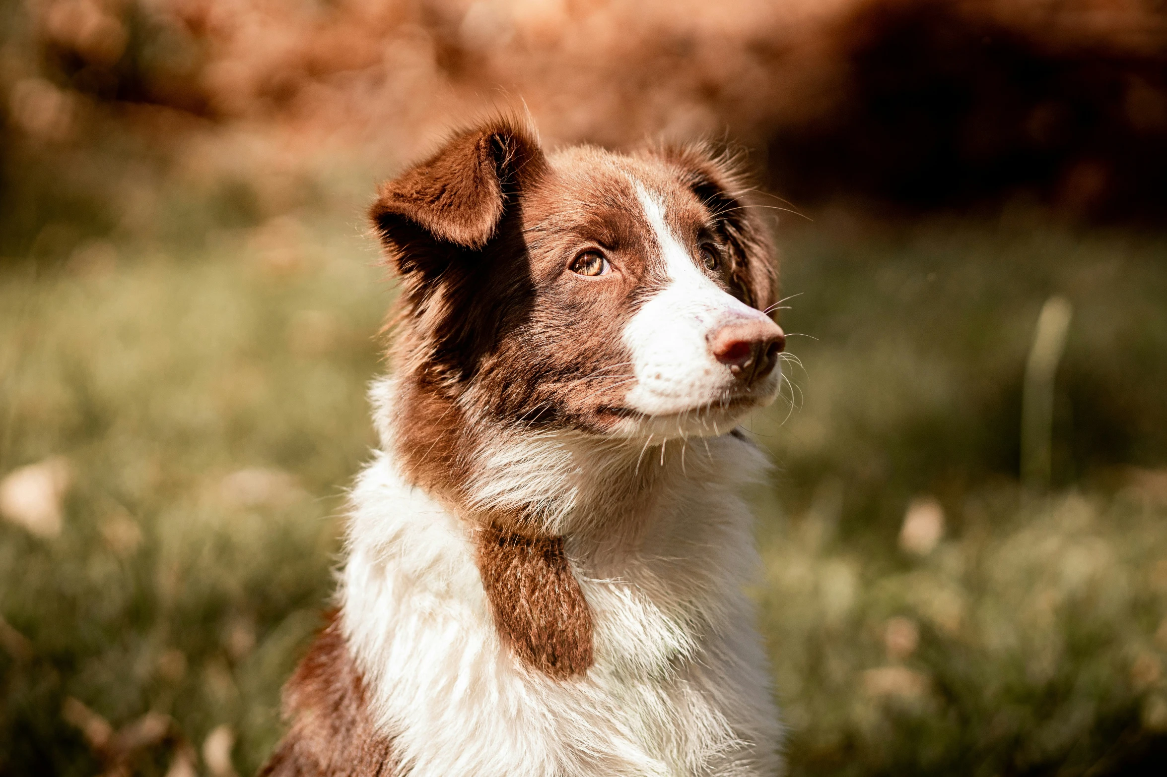 a brown and white dog is sitting in grass