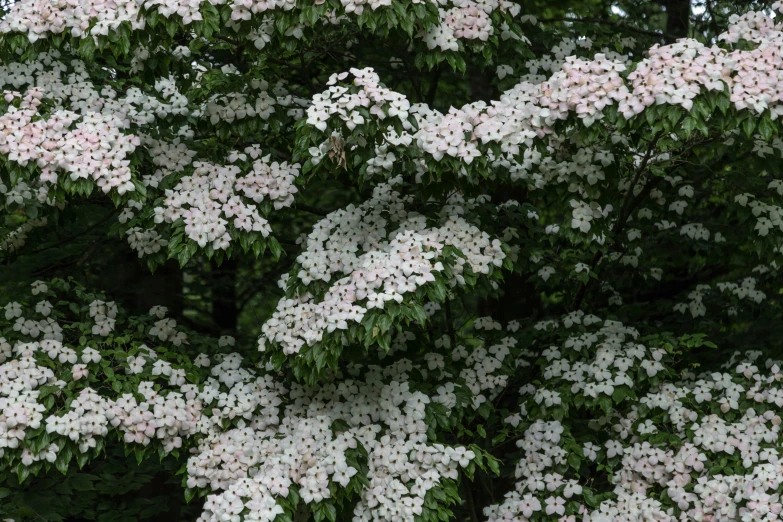 white and pink flowers in a cluster on a tree