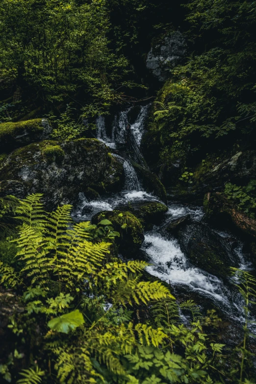 the fern is standing in front of the water