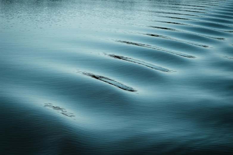 water ripples across the surface in this picture