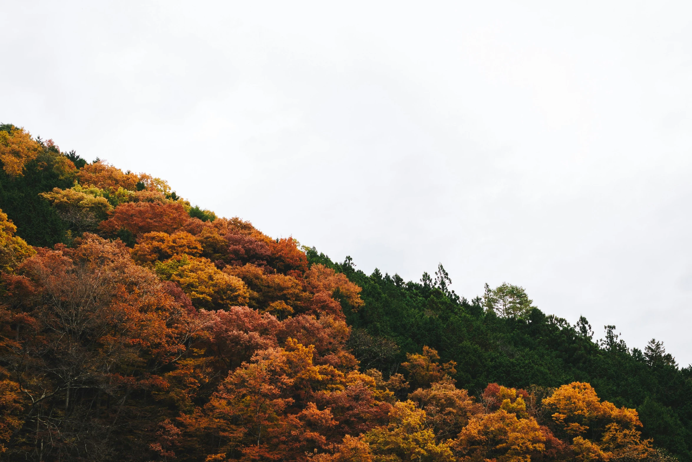 trees with yellow, orange and red leaves in the fall