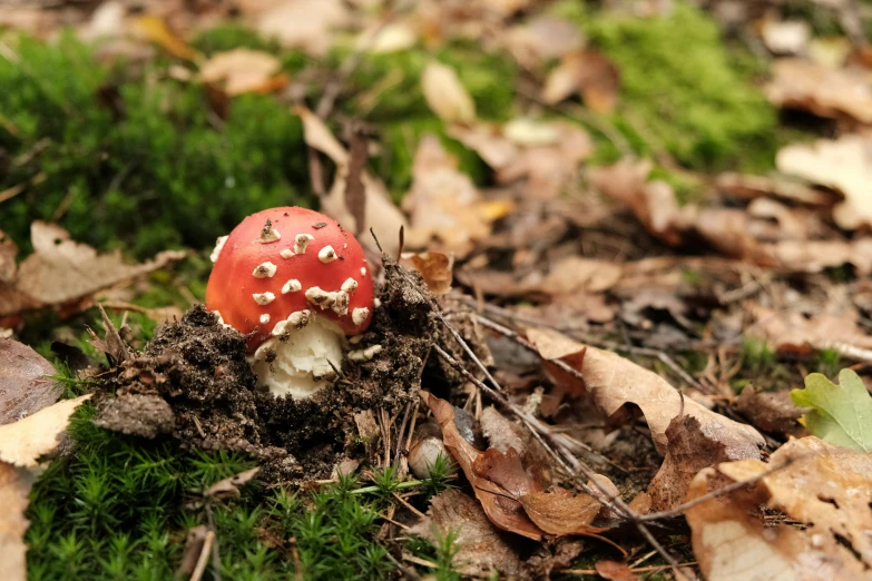 a tiny red mushroom sits on the ground