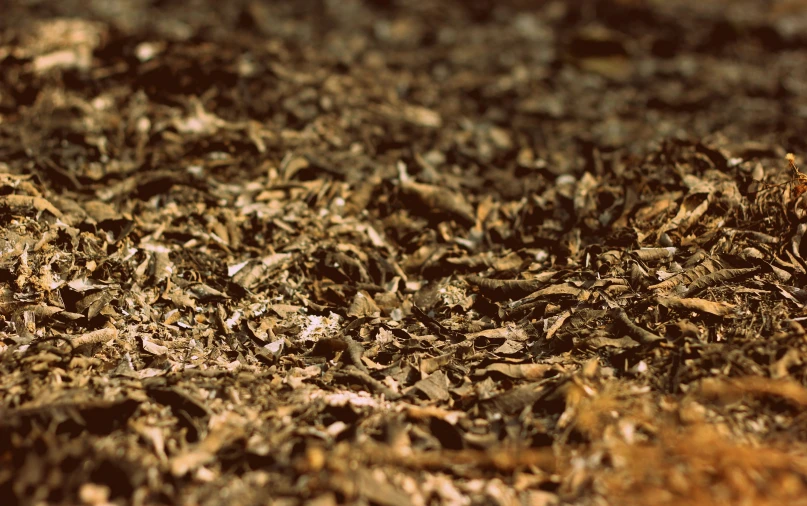 close up image of grass and dirt with the floor mown down