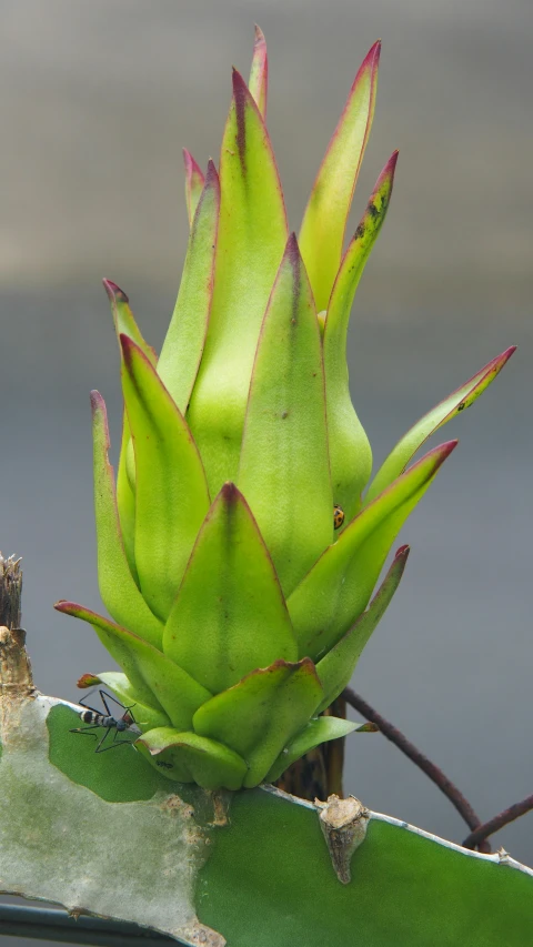 a cactus plant with small green flowers growing from it