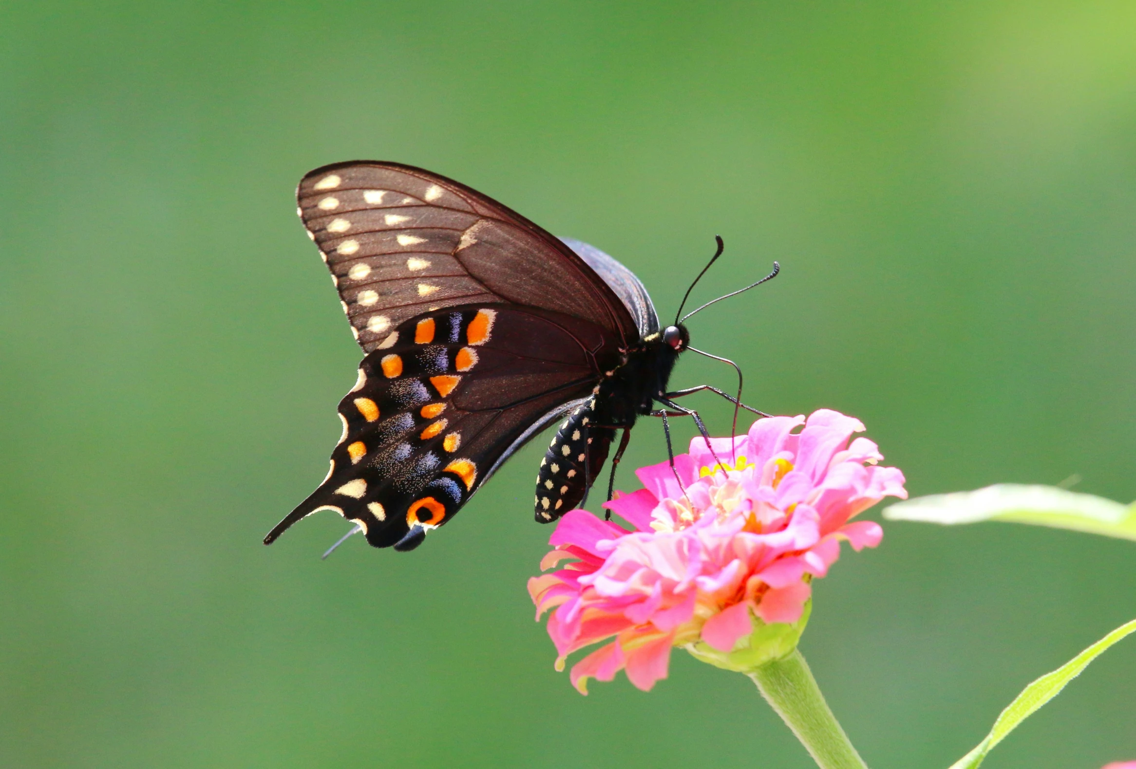 a erfly on the tip of a flower