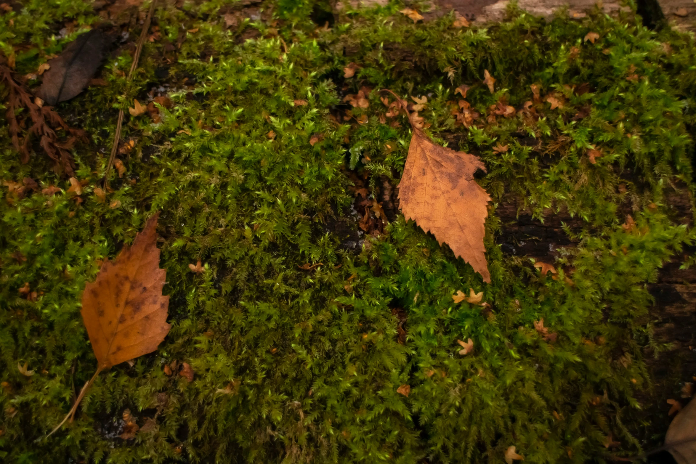 there are leaves on the grass by itself